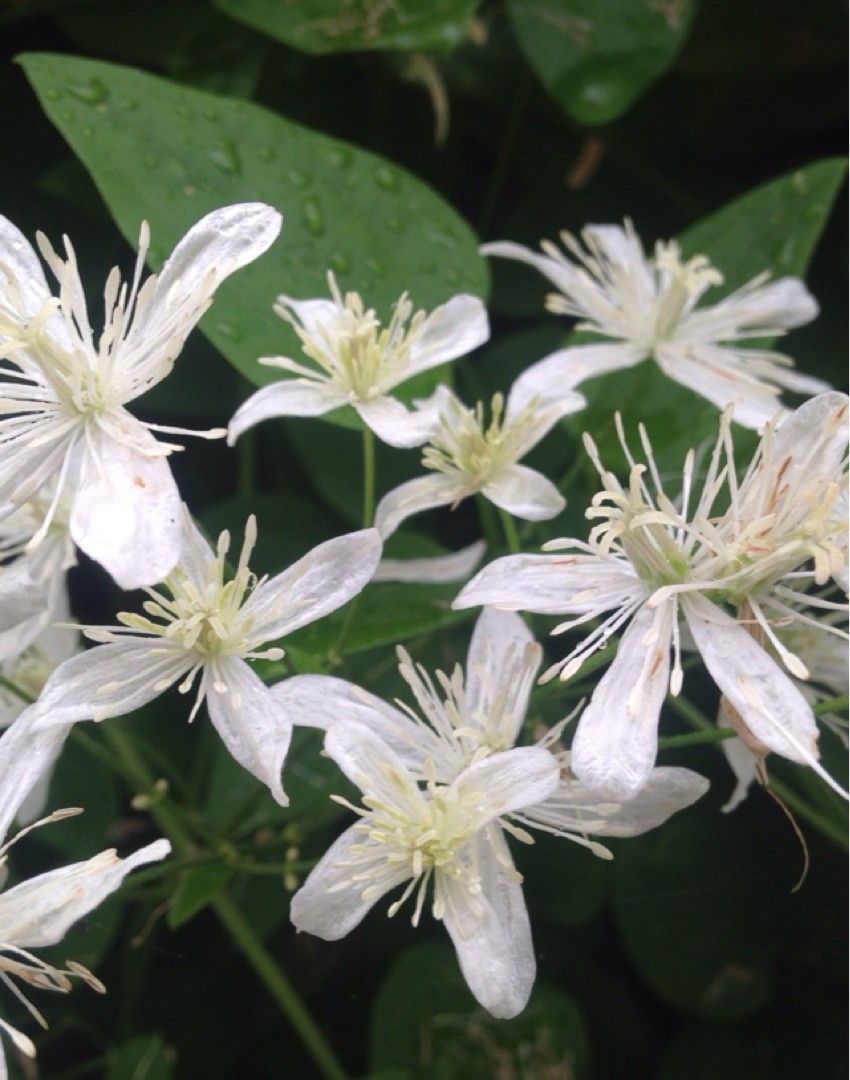 Chinese clematis (Clematis chinensis)