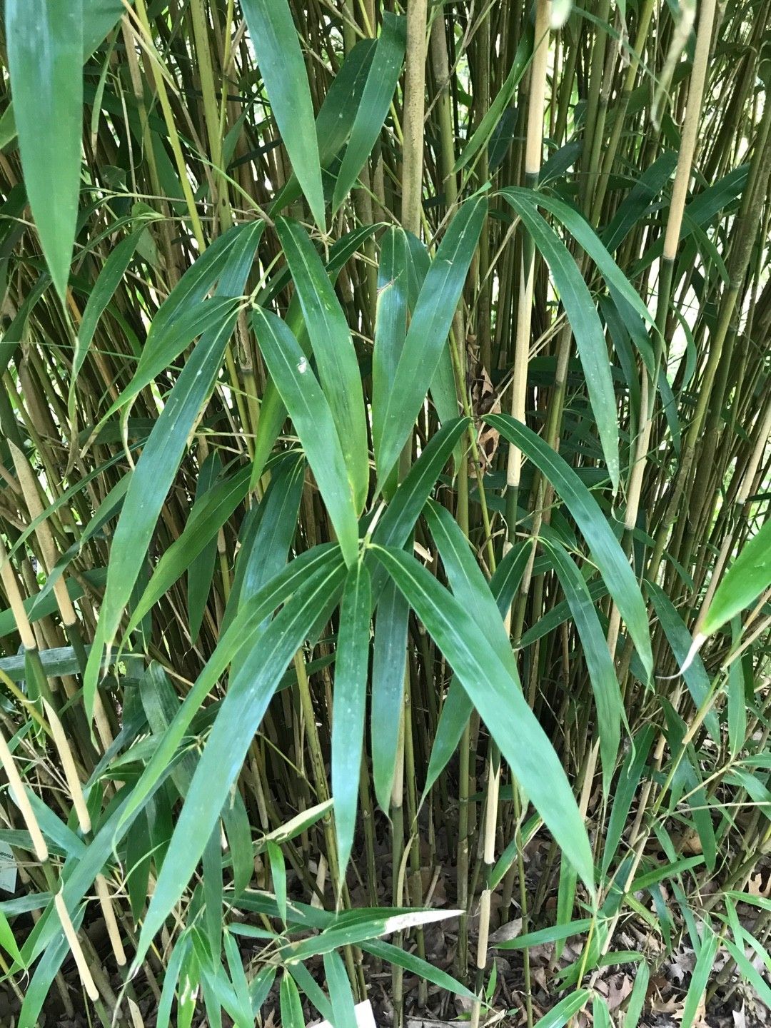 Pseudosasa Japonica Arrow Bamboo