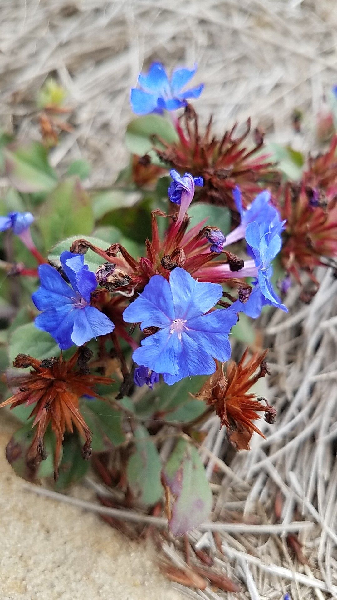 Hardy blueflowered leadwort (Ceratostigma plumbaginoides)